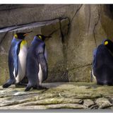 Familiens sorte pingvin